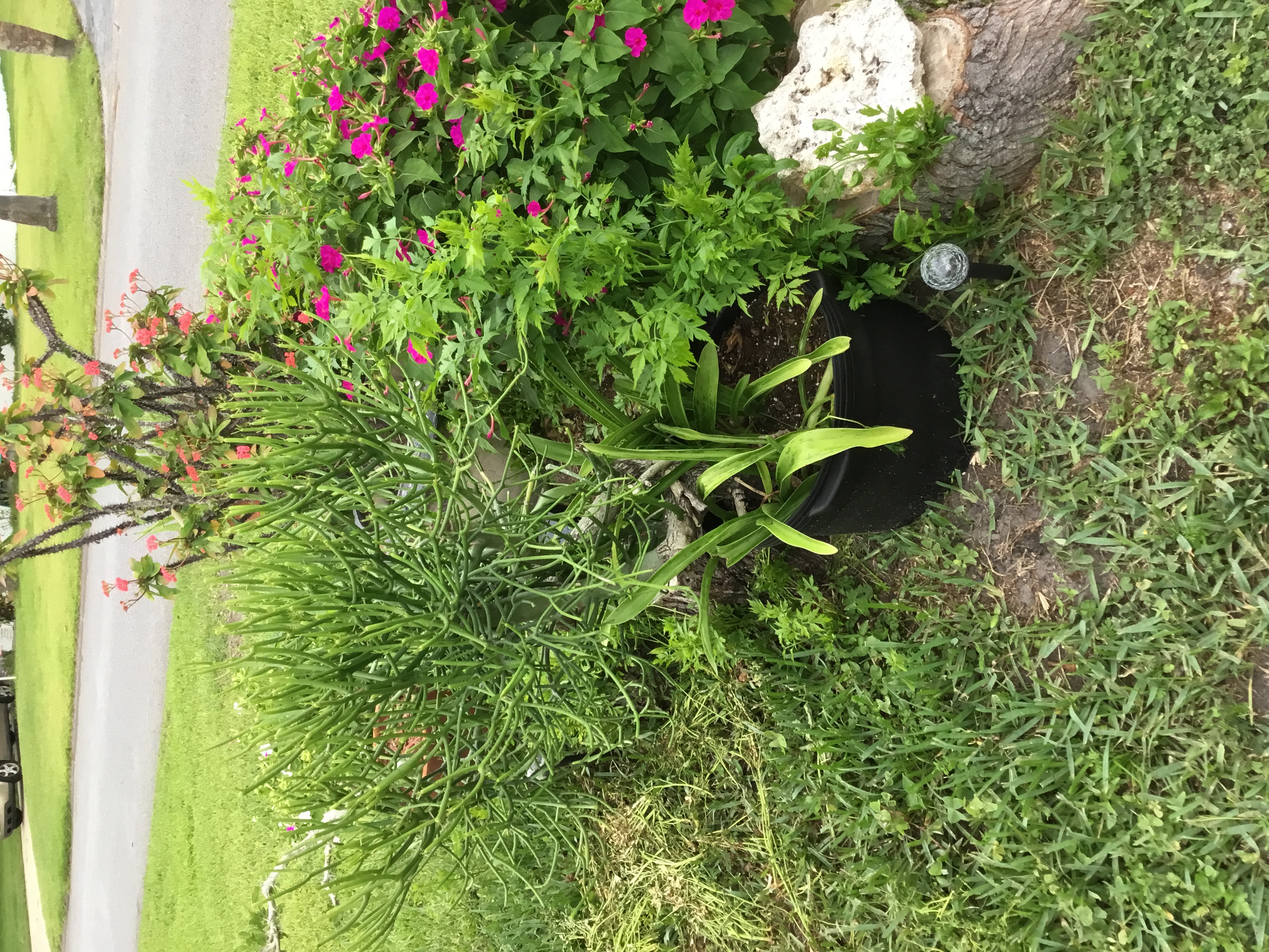 Euphorbia tirucalli (Pencil Tree).jpg